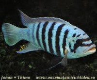 /album/fotogaleria/zebra-chilumba-jpg/